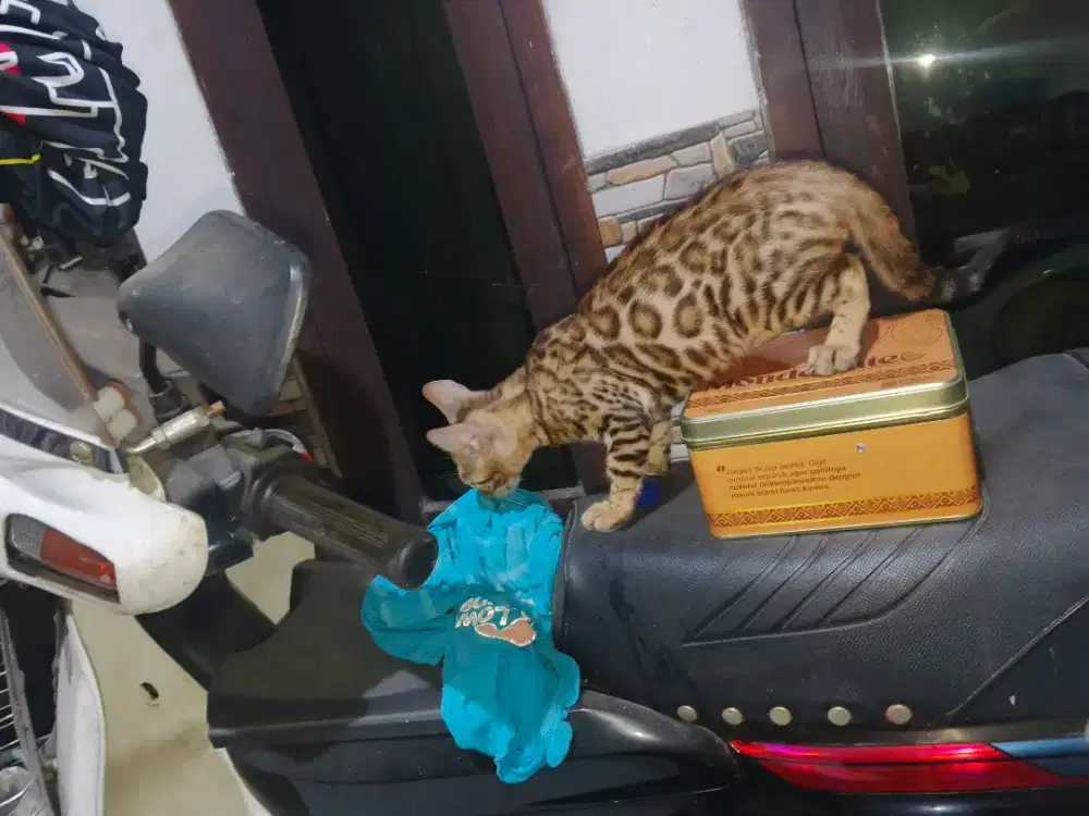 Kitten Beng4l betina 3 bulan
