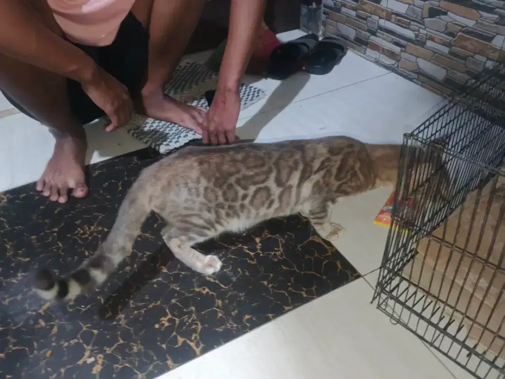 Kucing beng4l snow