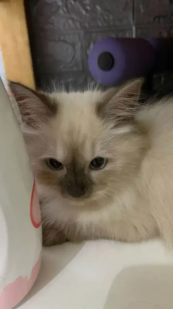 Kitten himalaya