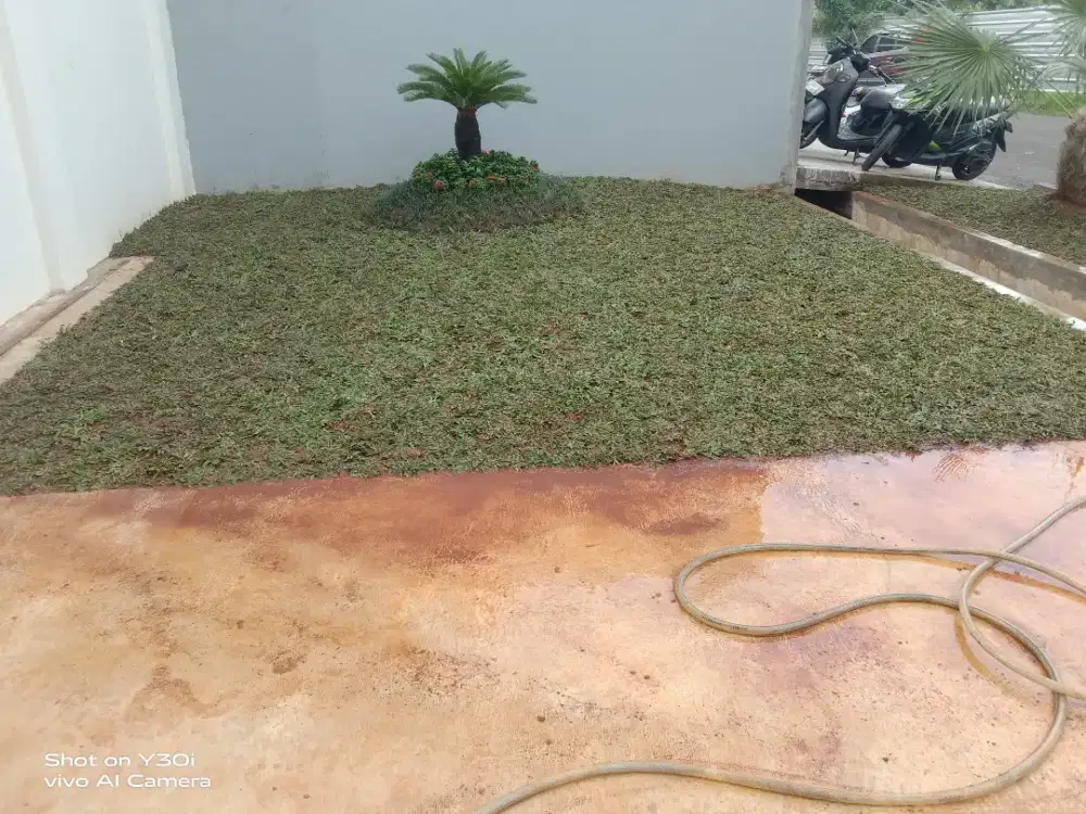 Readi Setok rumput gajah mini dan rumput jepang dll
