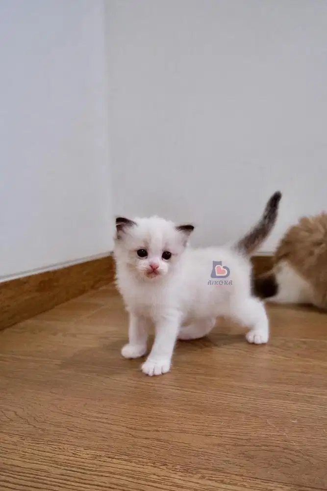 Open adopt Kitten Ragdoll