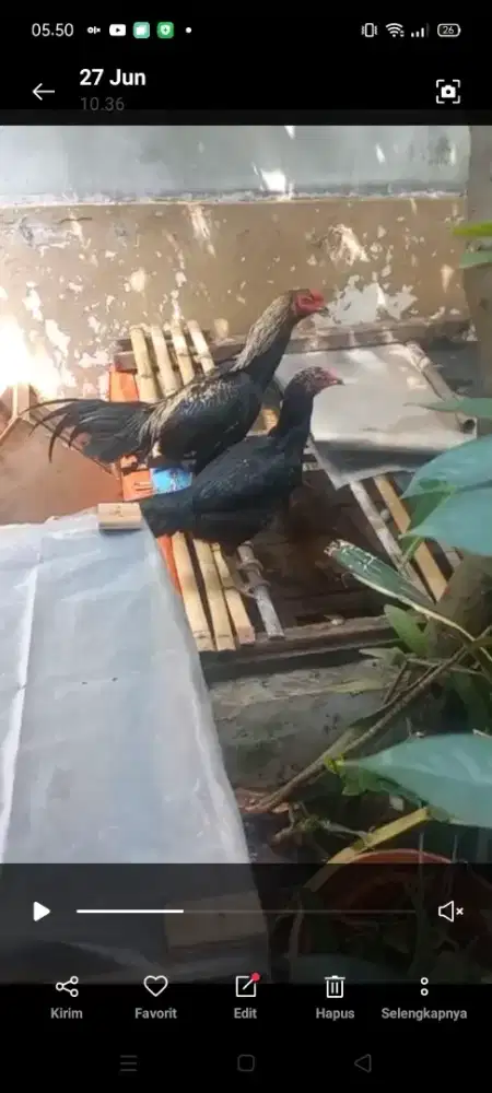 Sepasang Ayam Bangkok  trah bagus plus telornya