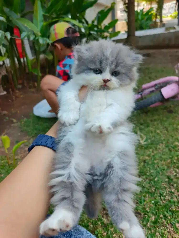 KUCING PERSIA ABU PUTIH LUCU