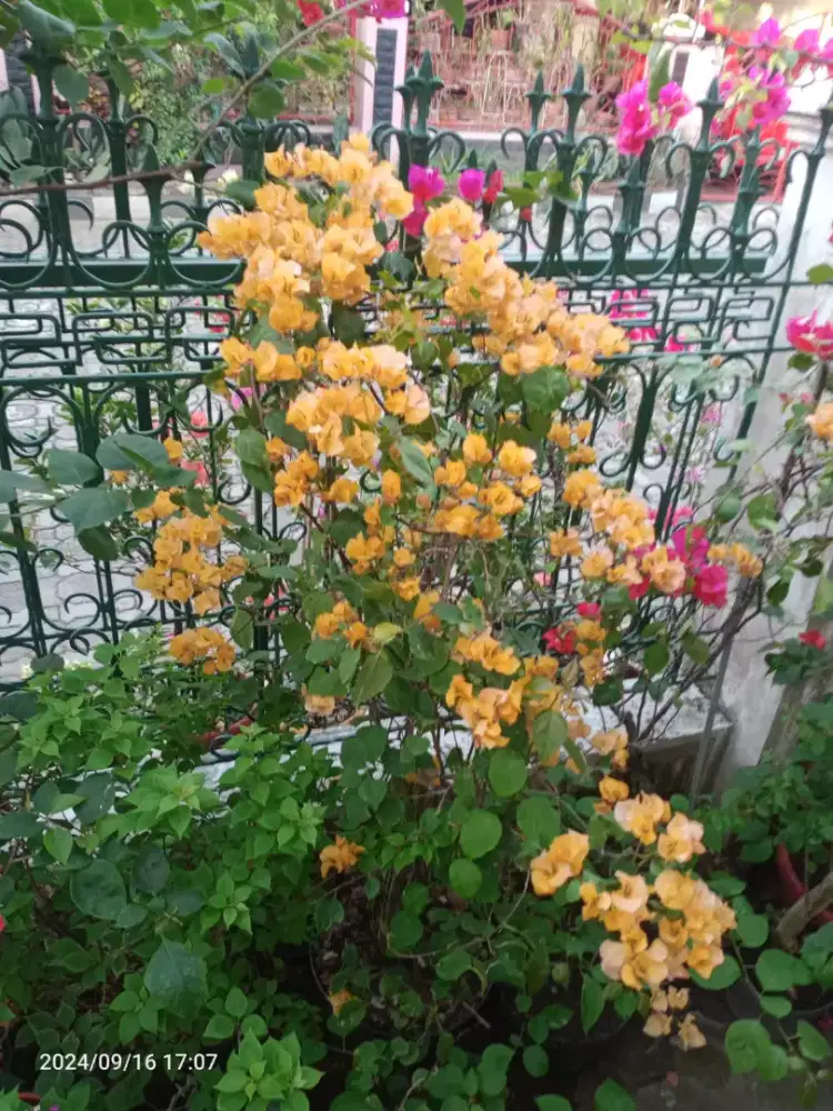 Bunga Bugenvil Golden rose Tinggi 1,2m Dalam pot, dll id lainnya