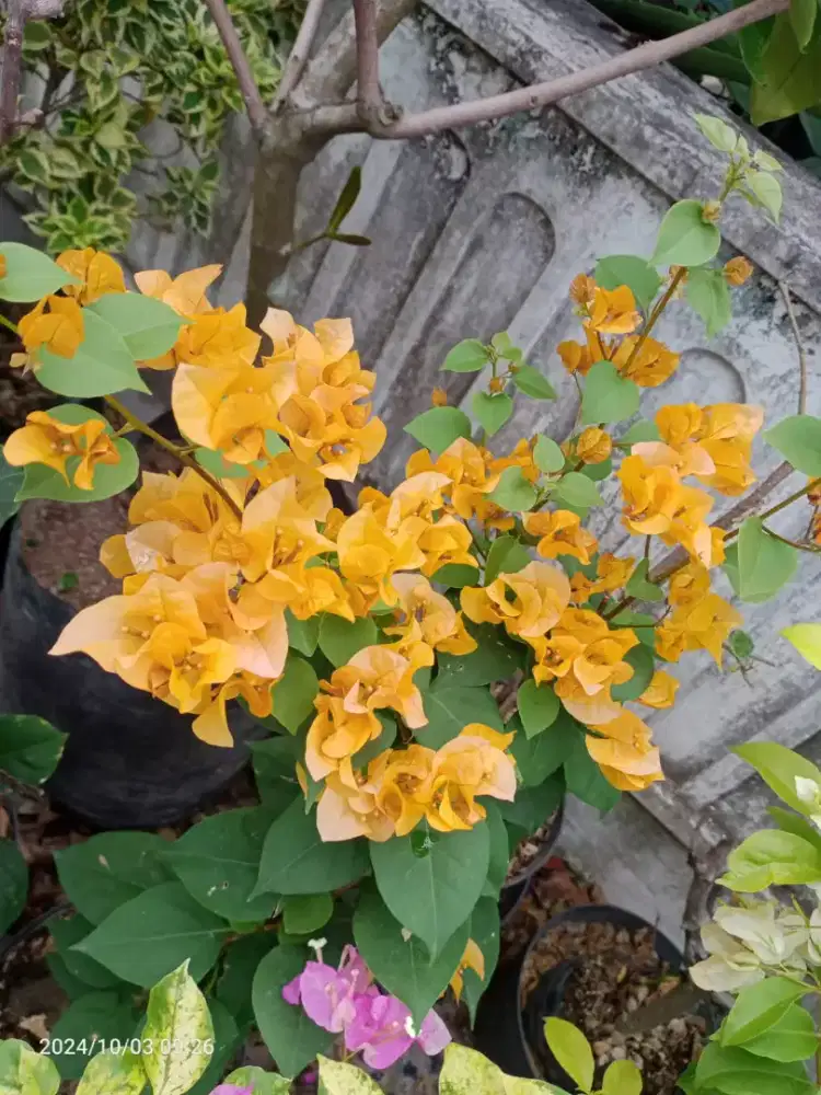 Bunga Bugenvil Warna Kuning, Golden rose dll id import lainnya