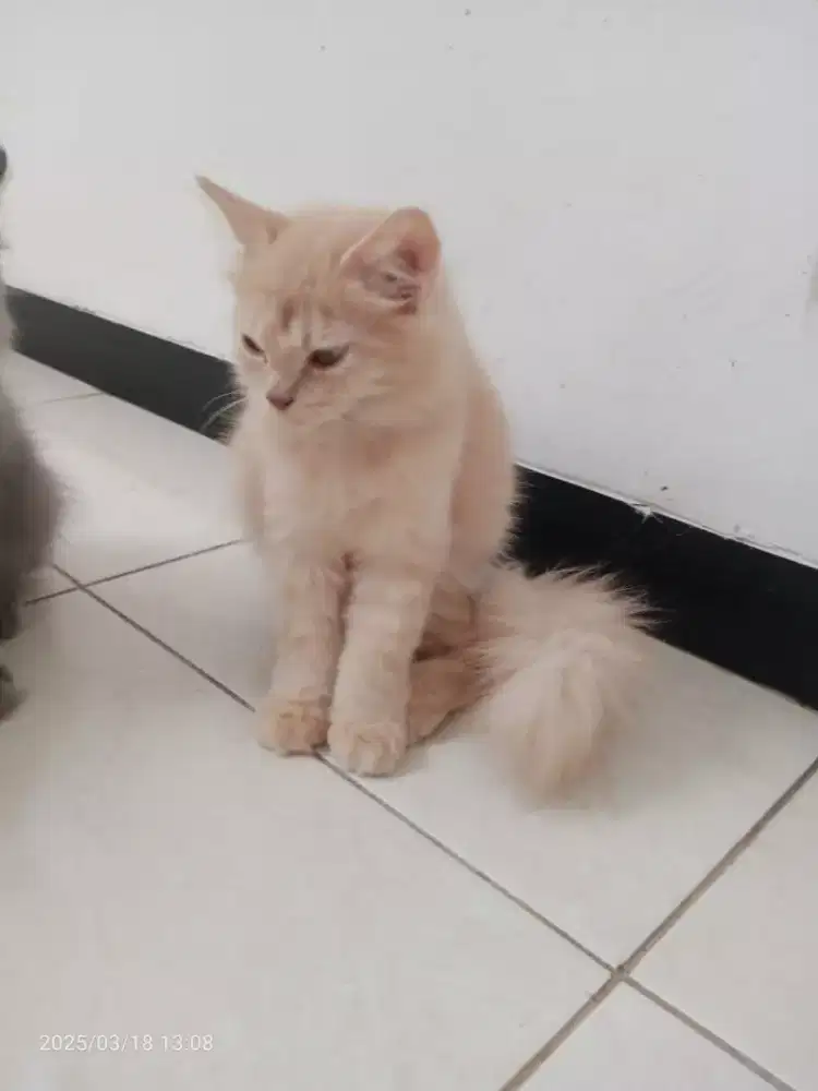Kucing Persia Jantan umur 6bln, Sehat Lincah, penurut