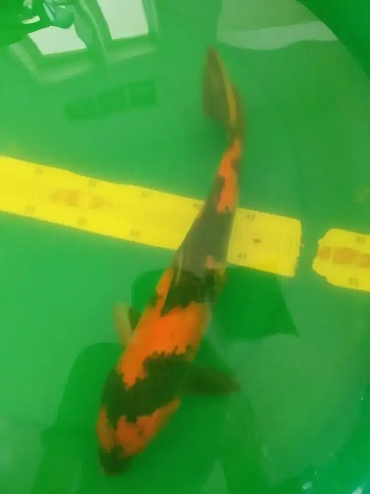 Ikan koi jenis Hi Utsuri 37cm