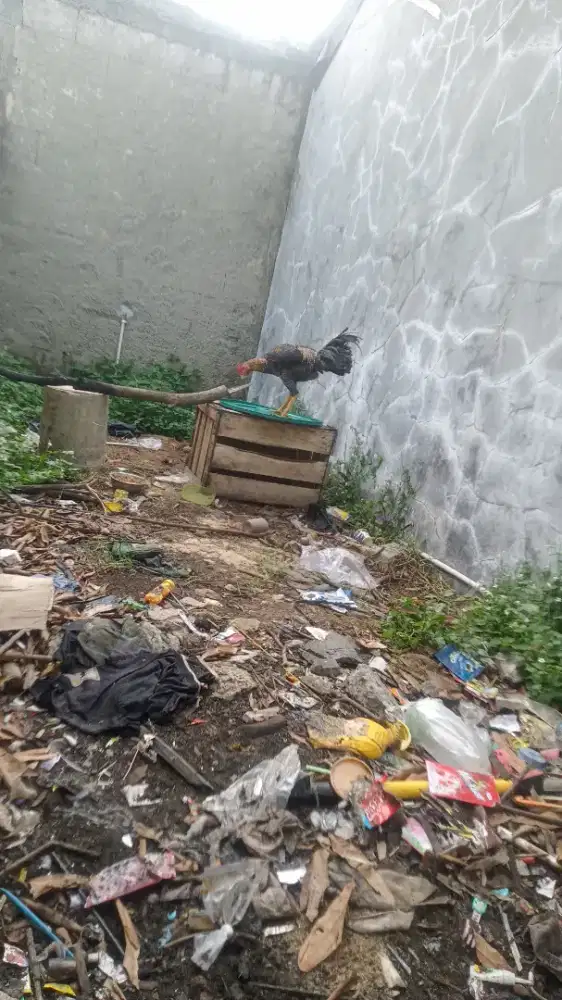 Ayam kampung jali
