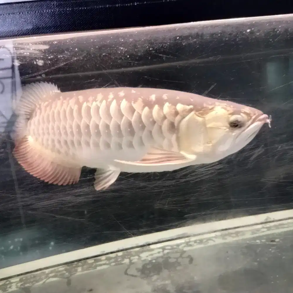 Ikan arwana golden head
