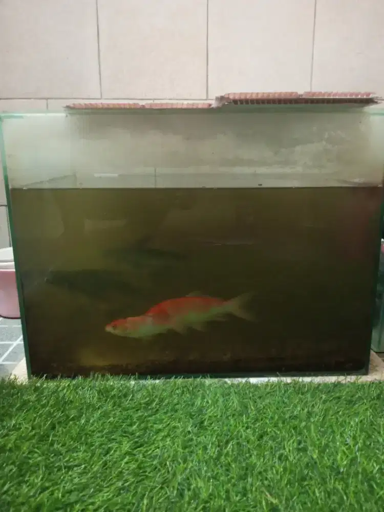 Jual AQUARIUM bonus ikan koi n patin