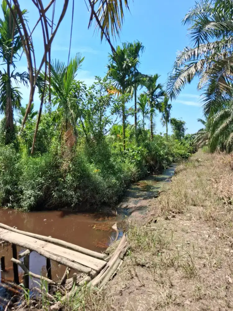 JUAL TANAH KEBUN 2,5Ha PINGGIR JALAN