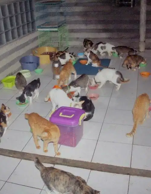 Jasa bersih bersih cat room