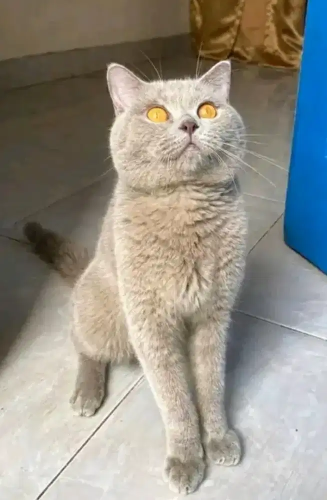 BSH BRITISH SHORTHAIR SF SCOTTISH FOLD MUNCHKIN RAGDOLL MC PEAKNOSE