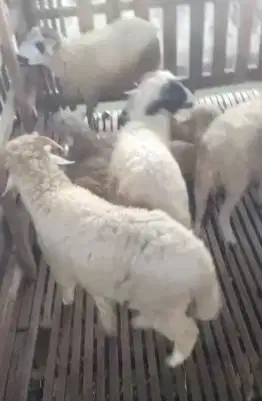 domba jantan akikahan 30kiloan siap domba akikahan aqiqah nazar sedeka