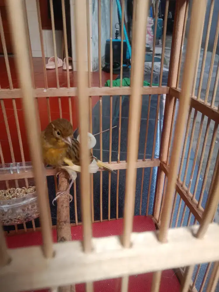 Burung kenari seri af sortiran jantan fullset