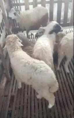domba jantan 30kiloan siap domba aqiqahan akikah nazar potongan manteb