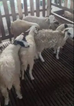 domba jantan akikahan 30kiloan siap hajatan nazar sedekahan syukuran