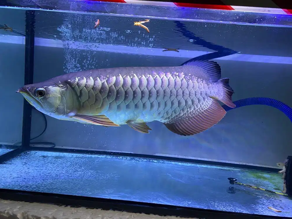 Ikan Arwana Golden Red