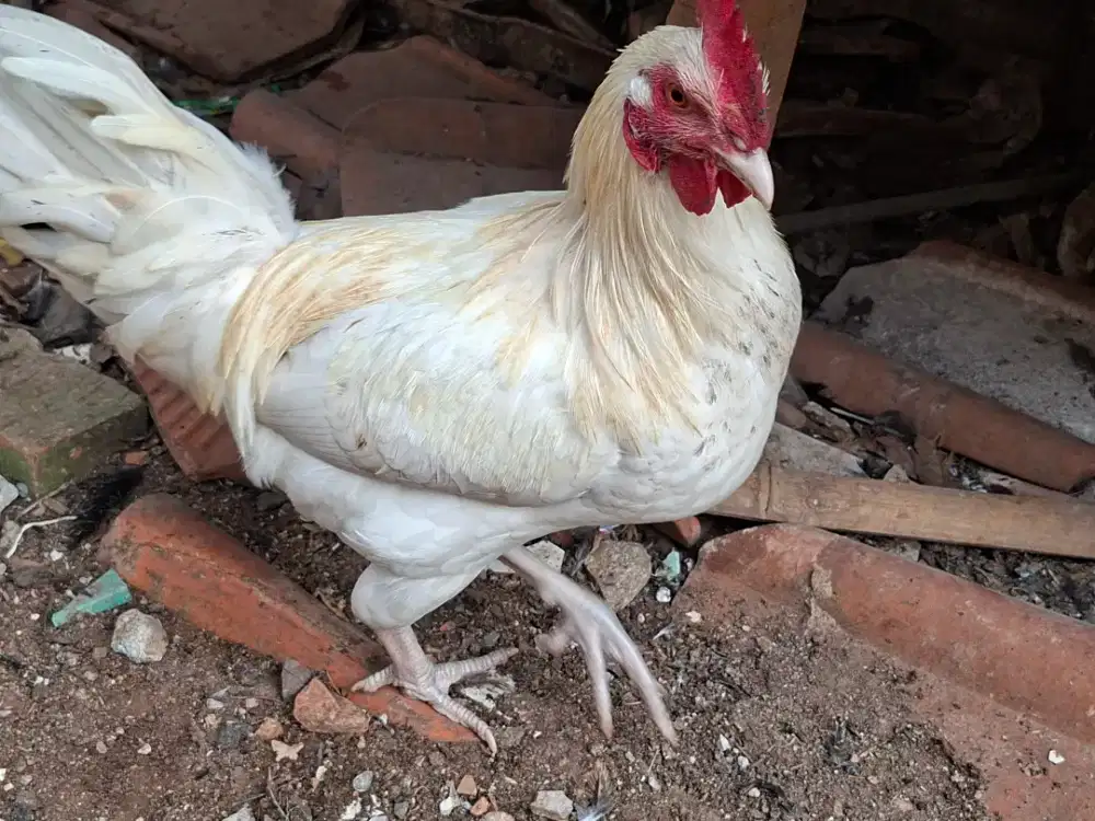 Jual Ayam Kampung Asli Ternak Sendiri | Siap Kirim Jabodetabek