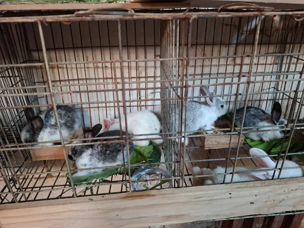 Jual Kelinci Sehat & jinak - cocok untuk peliharaan