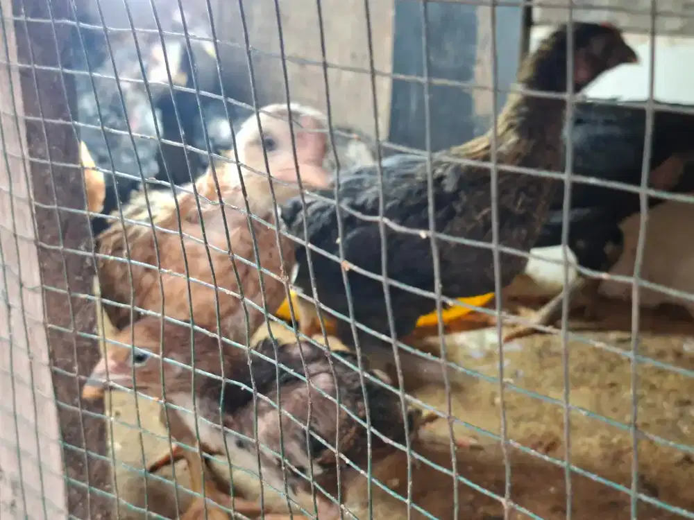 Jual anak ayam kampung super sehat cocok untuk ternak dan peliharaan