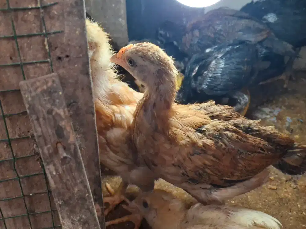 Jual anak ayam kampung super sehat cocok untuk ternak dan peliharaan