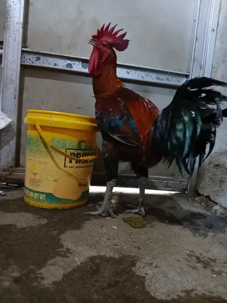 Ayam pelung jumbo