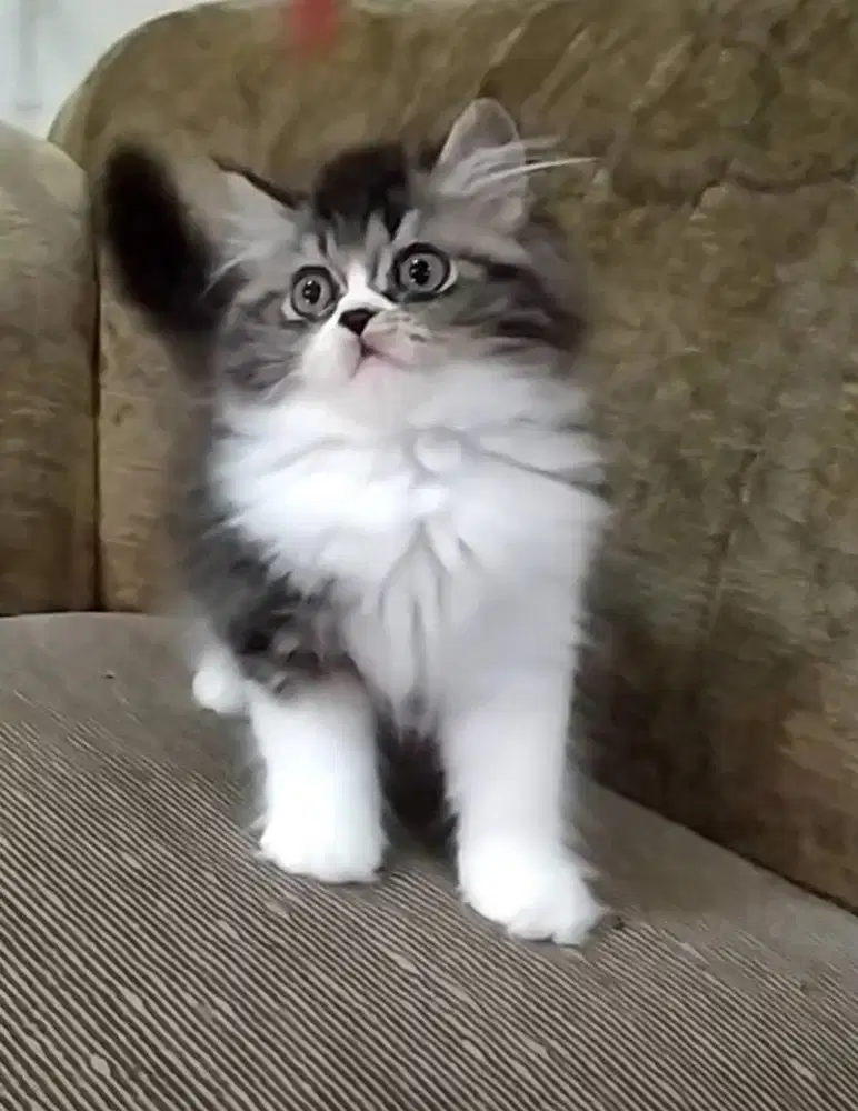 Kitten flatnose