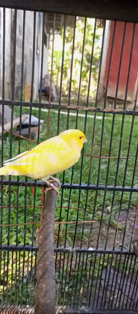 Burung kenari F1 big warna kuning cerah