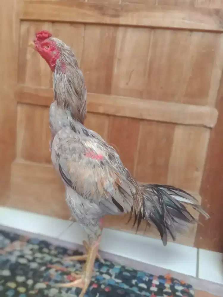 Ayam mantap bulbi jos murah