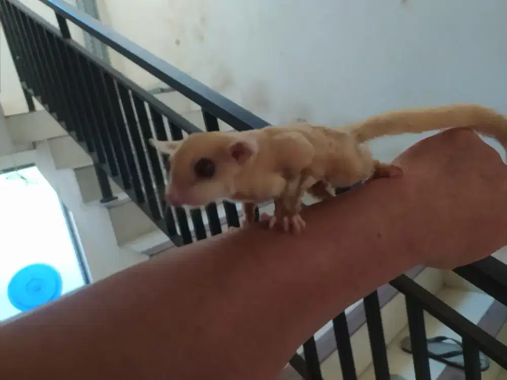Sugar Slider Creamino Betina bkn hamster marmut kelinci puppy anjing