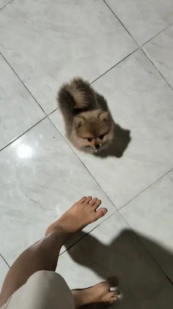 Pomeranian 2 bulan