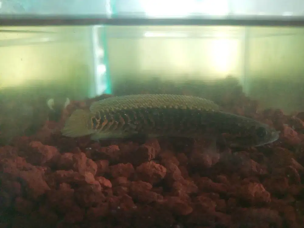 Ikan chana asiatica kalimaya