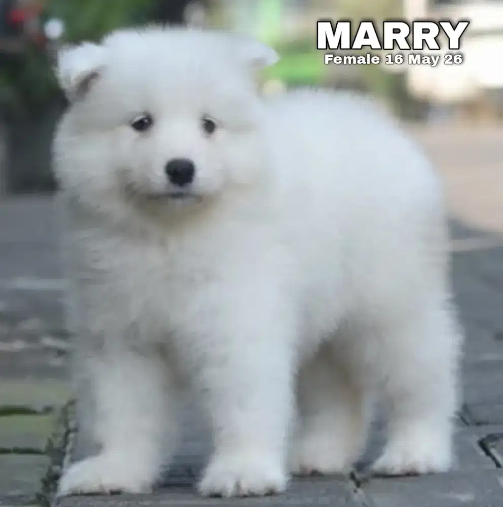 Samoyed putih betina •MARRY•