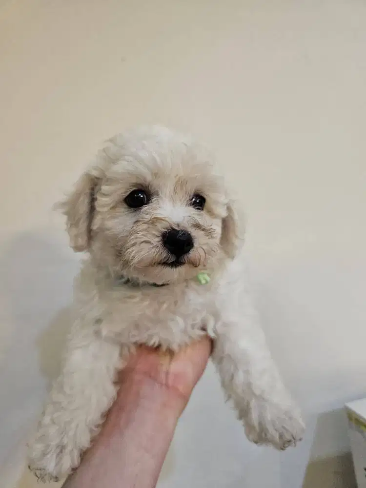 Bichon Frise Female 2 Bulan Teddy Face, Purebred, Champion Bloodline