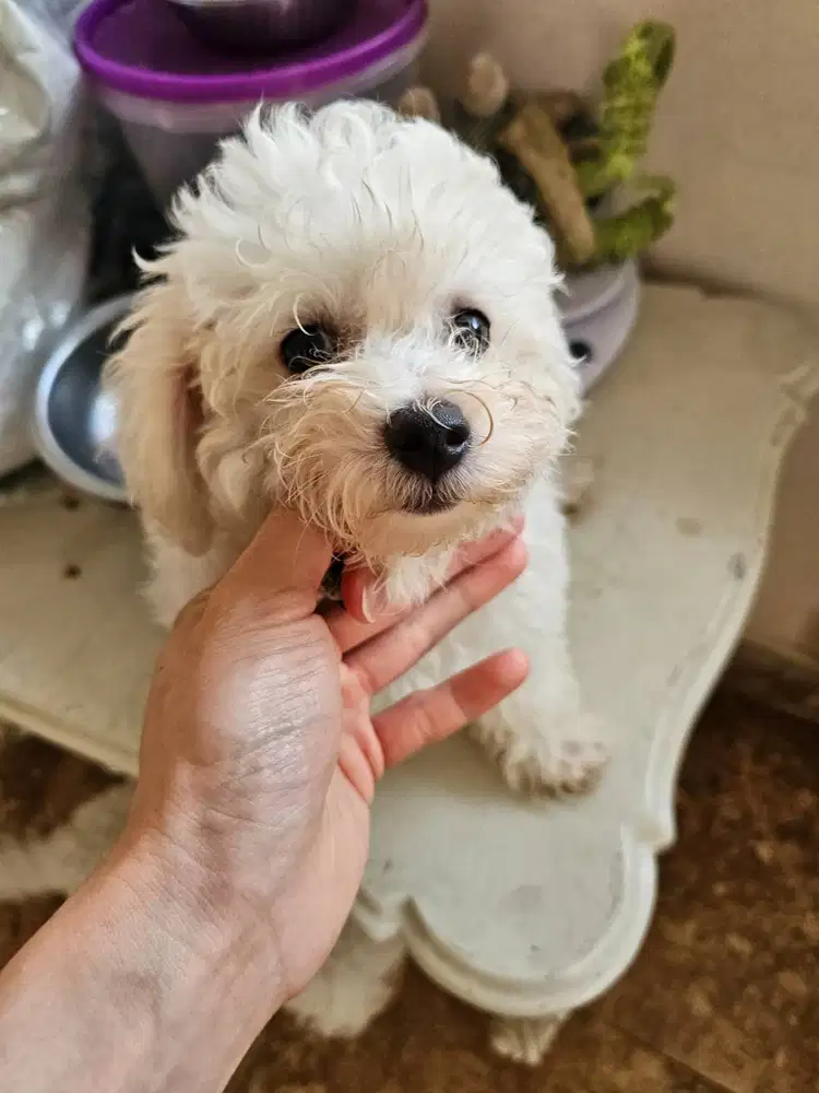 Bichon Frise Female 2 Bulan Teddy Face, Purebred, Champion Bloodline