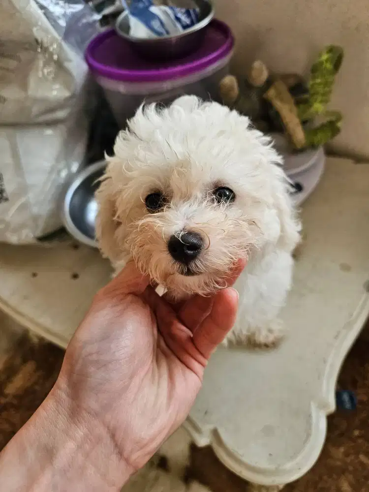 Bichon Frise Female 2 Bulan Teddy Face, Purebred, Champion Bloodline