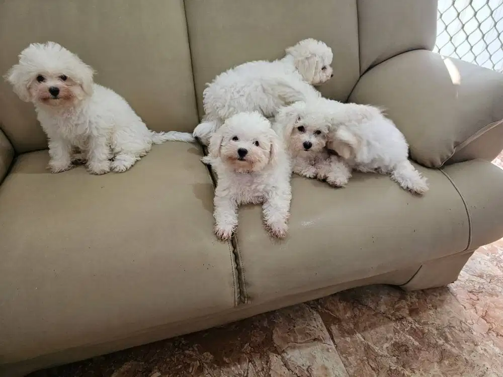 Bichon Frise Female 3 Bulan Teddy Face, Purebred, Champion Bloodline