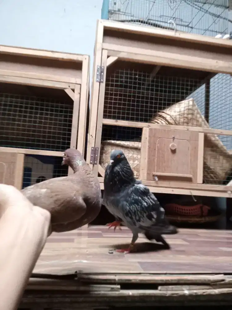 Burung dara merpati