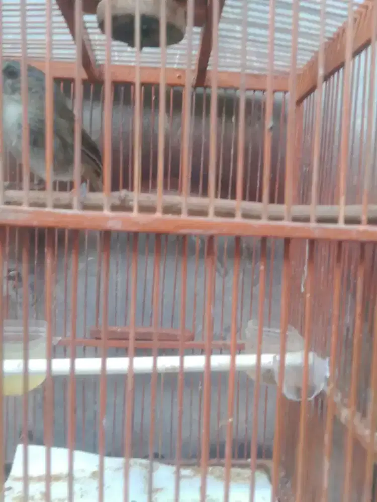 Burung planduk semak