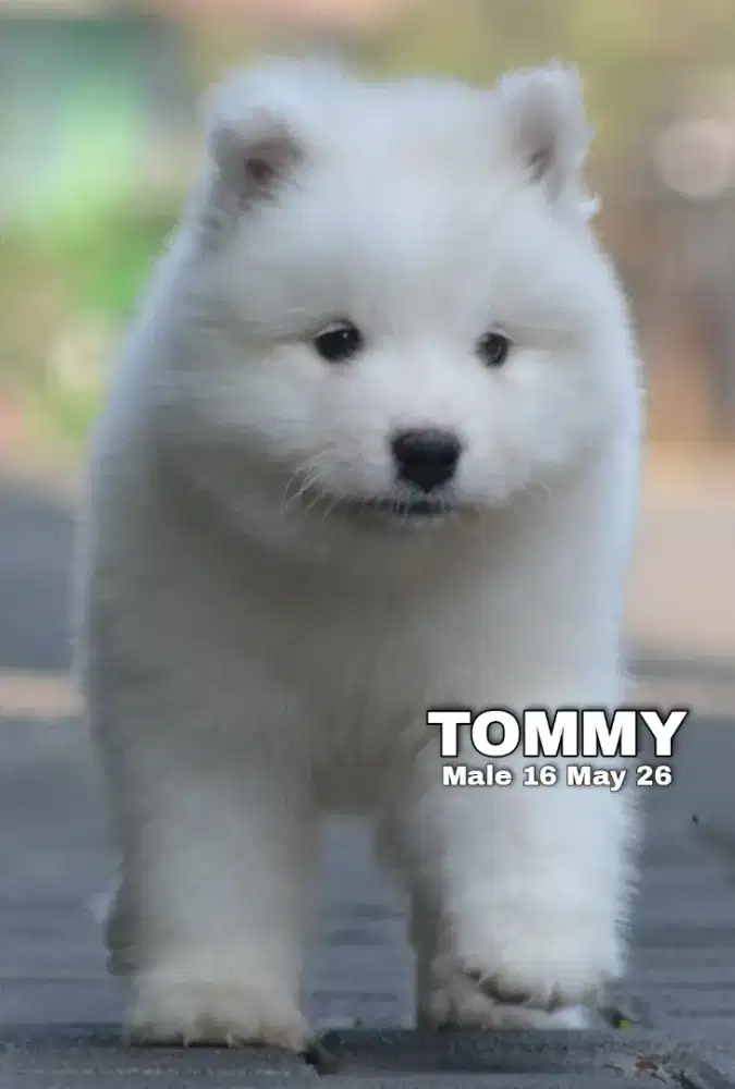 Samoyed putih jantan •TOMMY•
