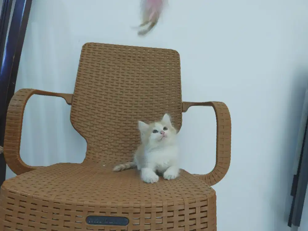 Kucing kitten persia medium 3 ekor / anggora / himalaya / peaknose