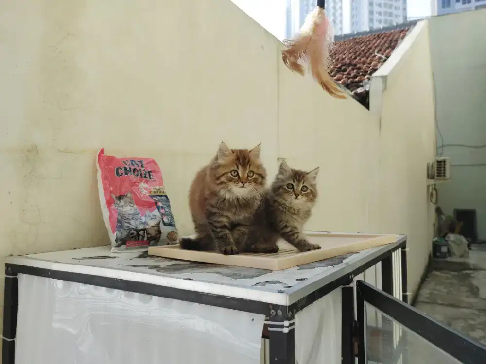 Kucing kitten persia mix norwegian / mainecoon / anggora / peaknose
