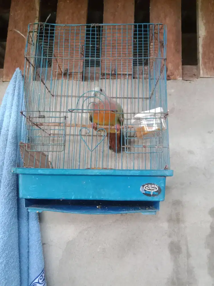 Burung jantan rawatan