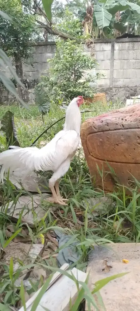 Ayam bangkok muda putih mulus