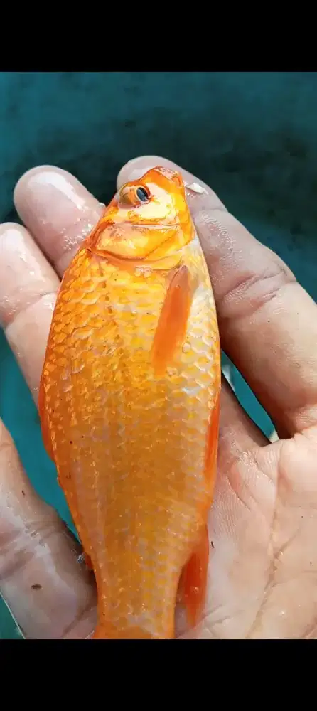 Bibit ikan mas super