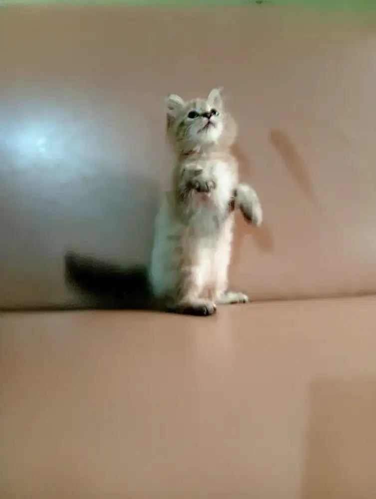 Kucing anakan coklat