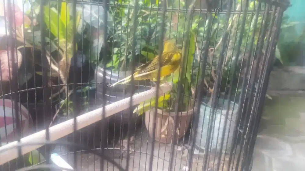 Burung kenari jantan