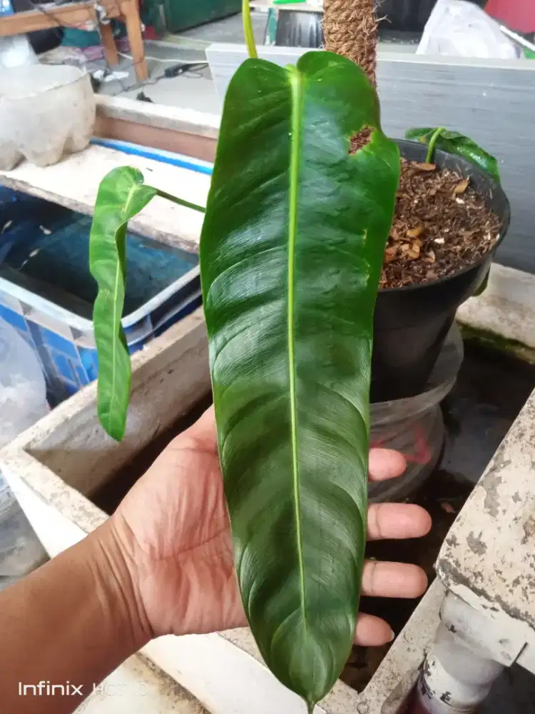 Philodhendron Patriciae