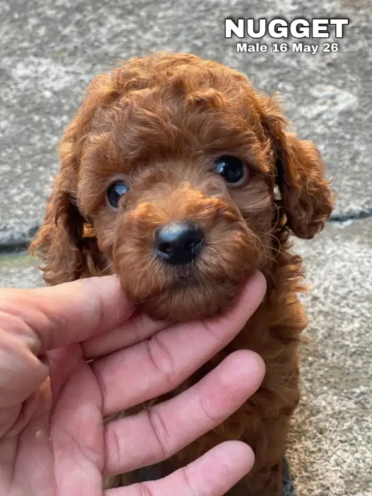 Poodle toy red jantan •NUGGET•